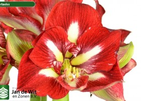 hippeastrum Barbados ® (2)